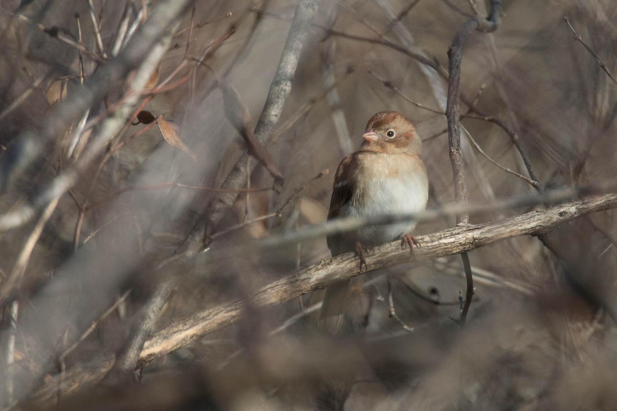 Field Sparrow - ML125662441