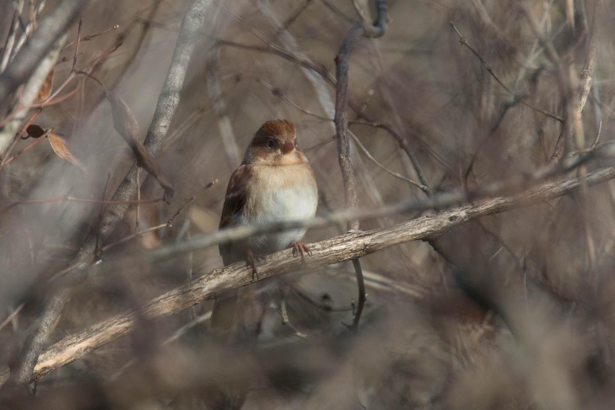 Field Sparrow - ML125662461