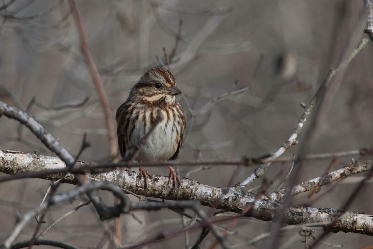 Song Sparrow - ML125662501