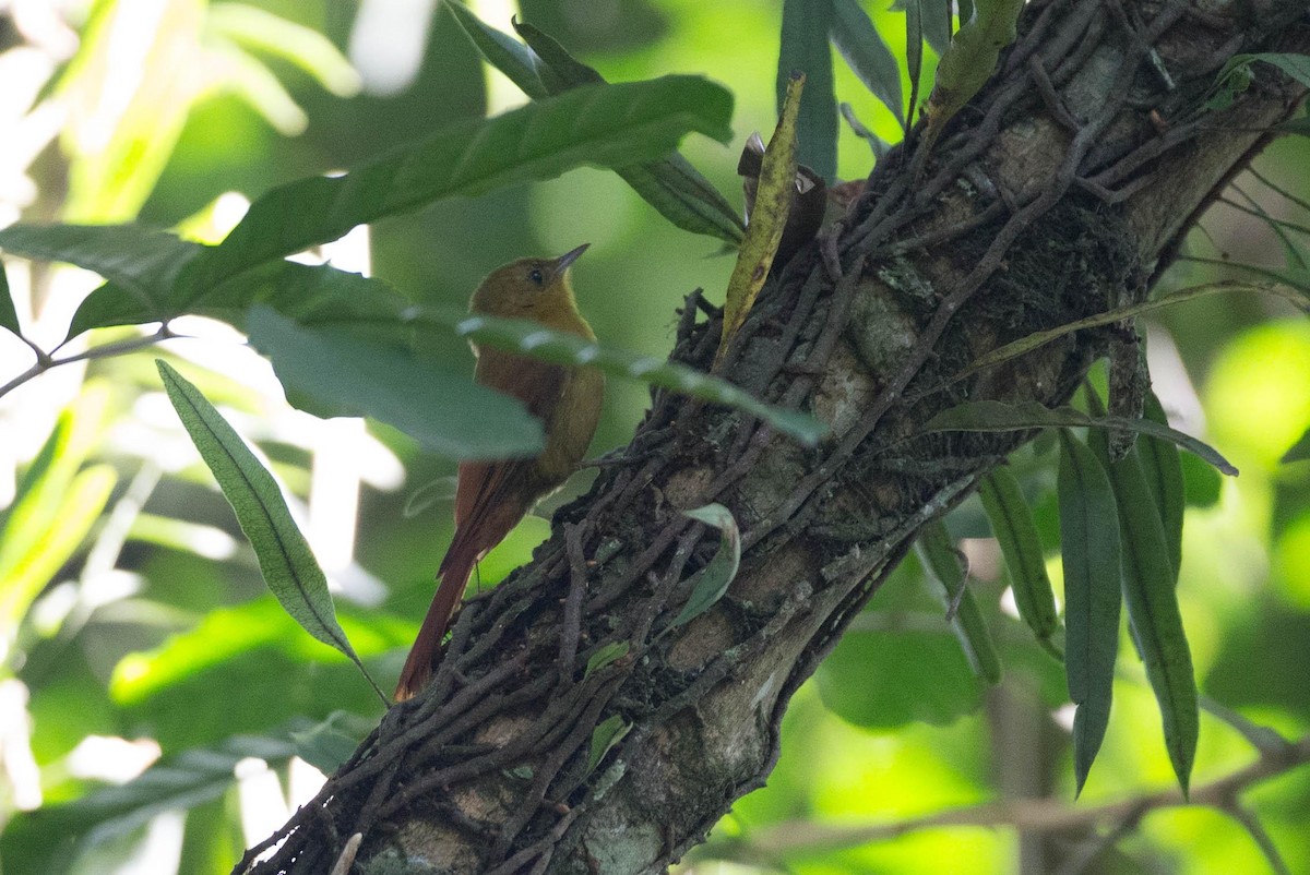Olivaceous Woodcreeper (Olivaceous) - ML125663871