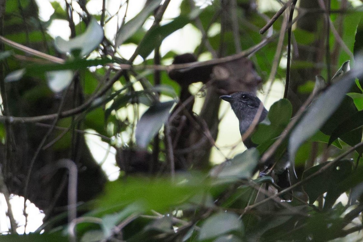 Variable Antshrike - ML125663921