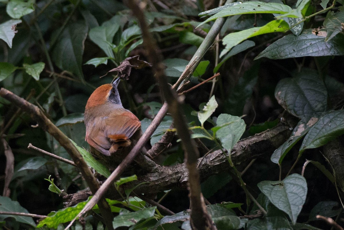 Rufous-capped Spinetail - ML125664051