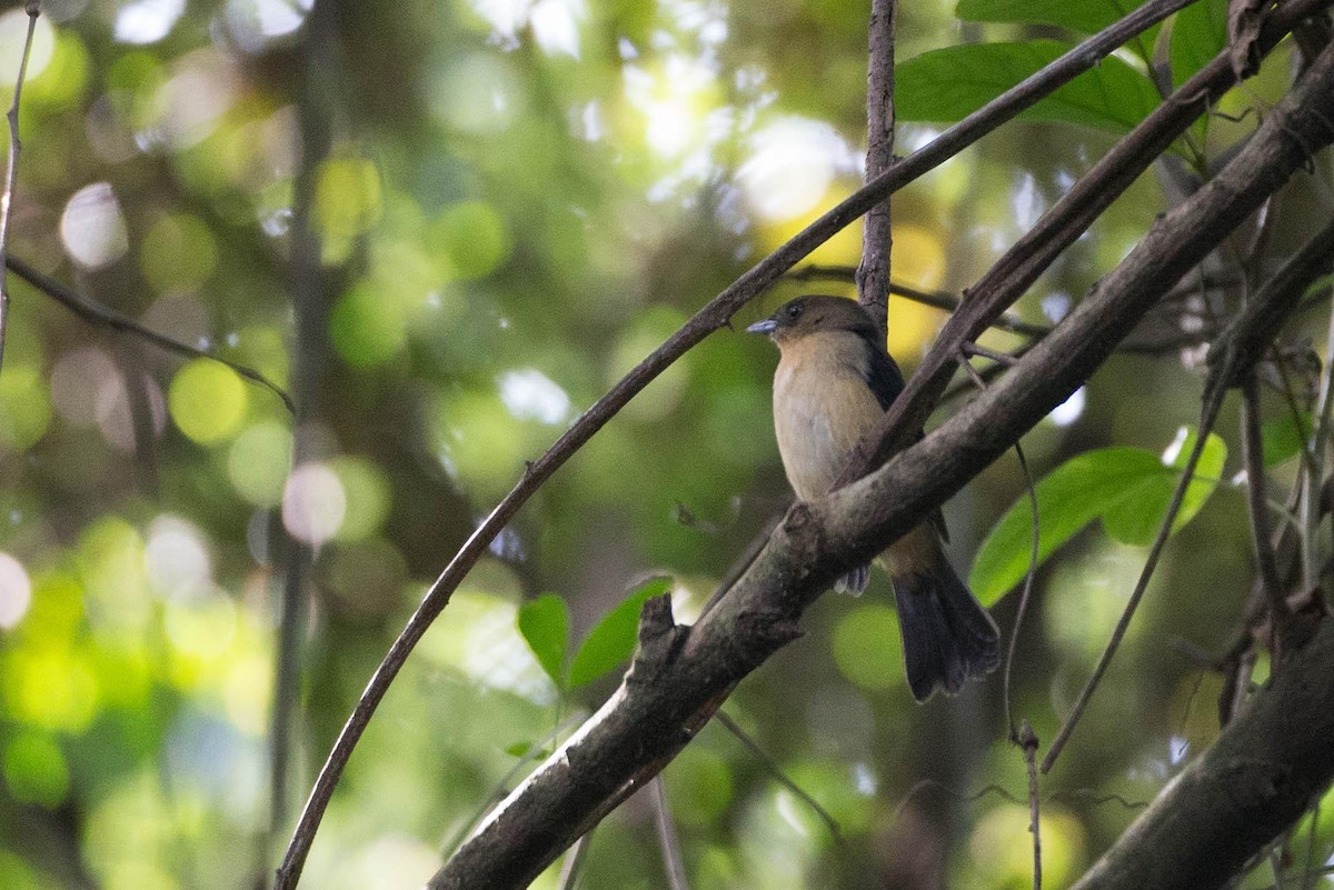 Black-goggled Tanager - ML125664081