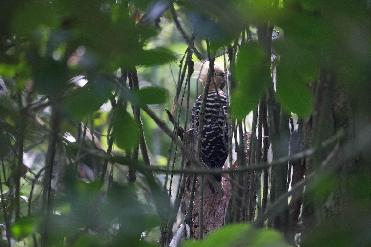 Blond-crested Woodpecker - ML125664101