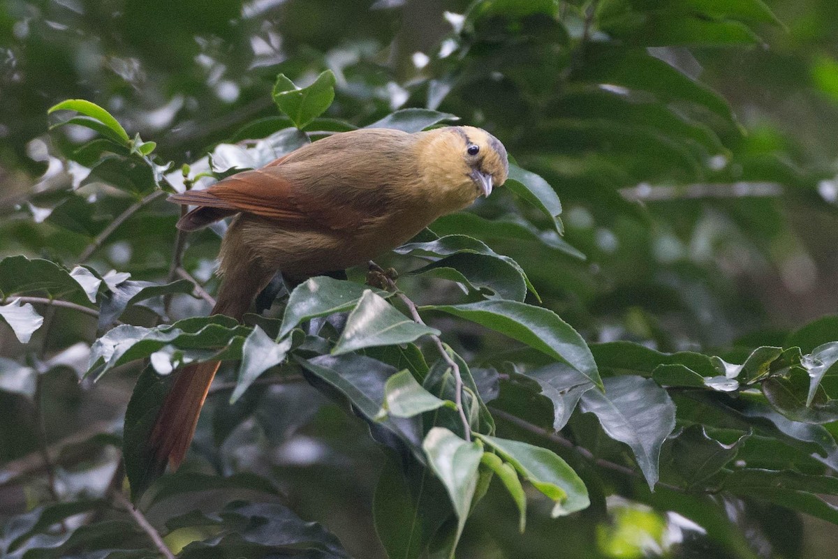 Buff-fronted Foliage-gleaner - ML125664121