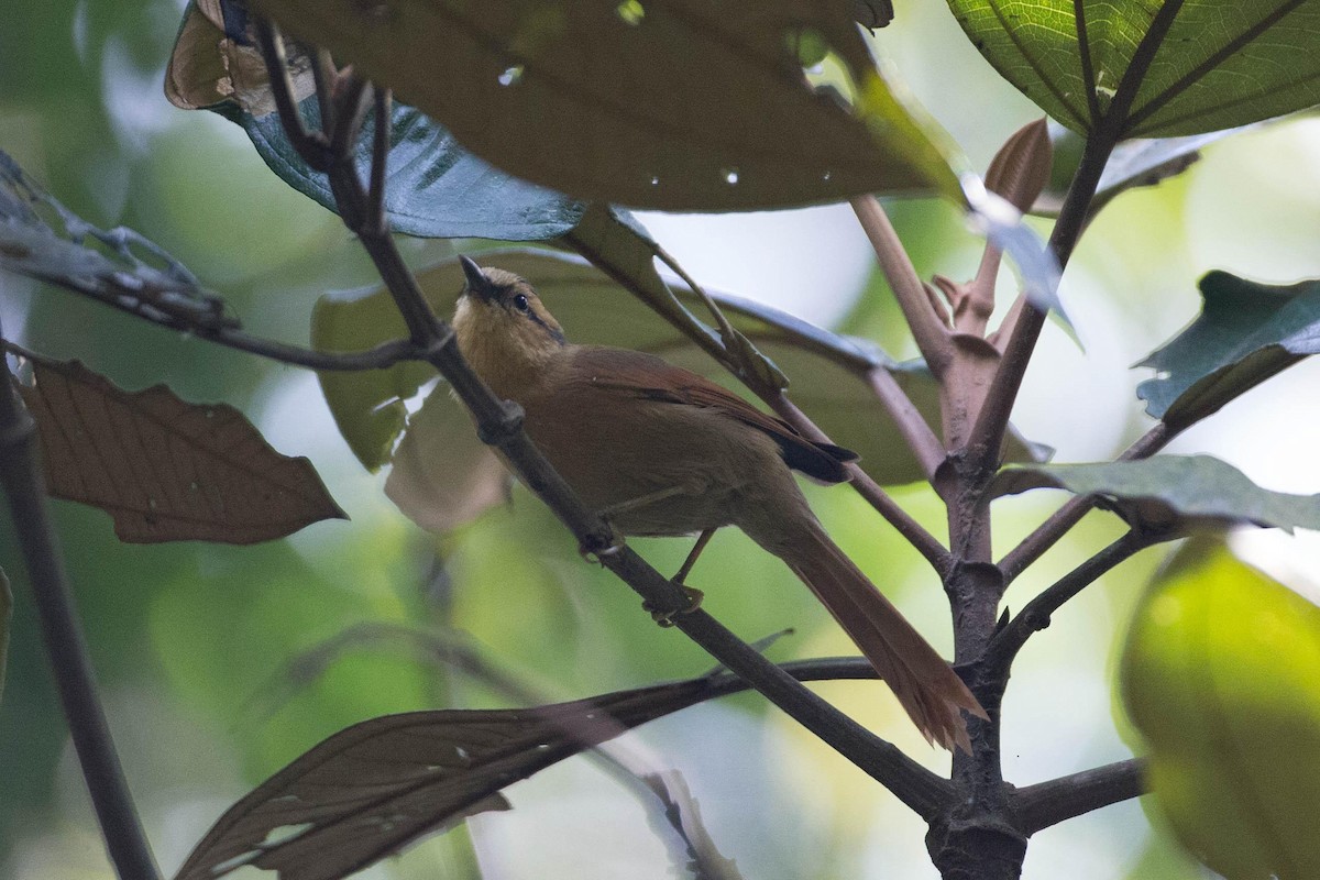 Buff-fronted Foliage-gleaner - ML125664141