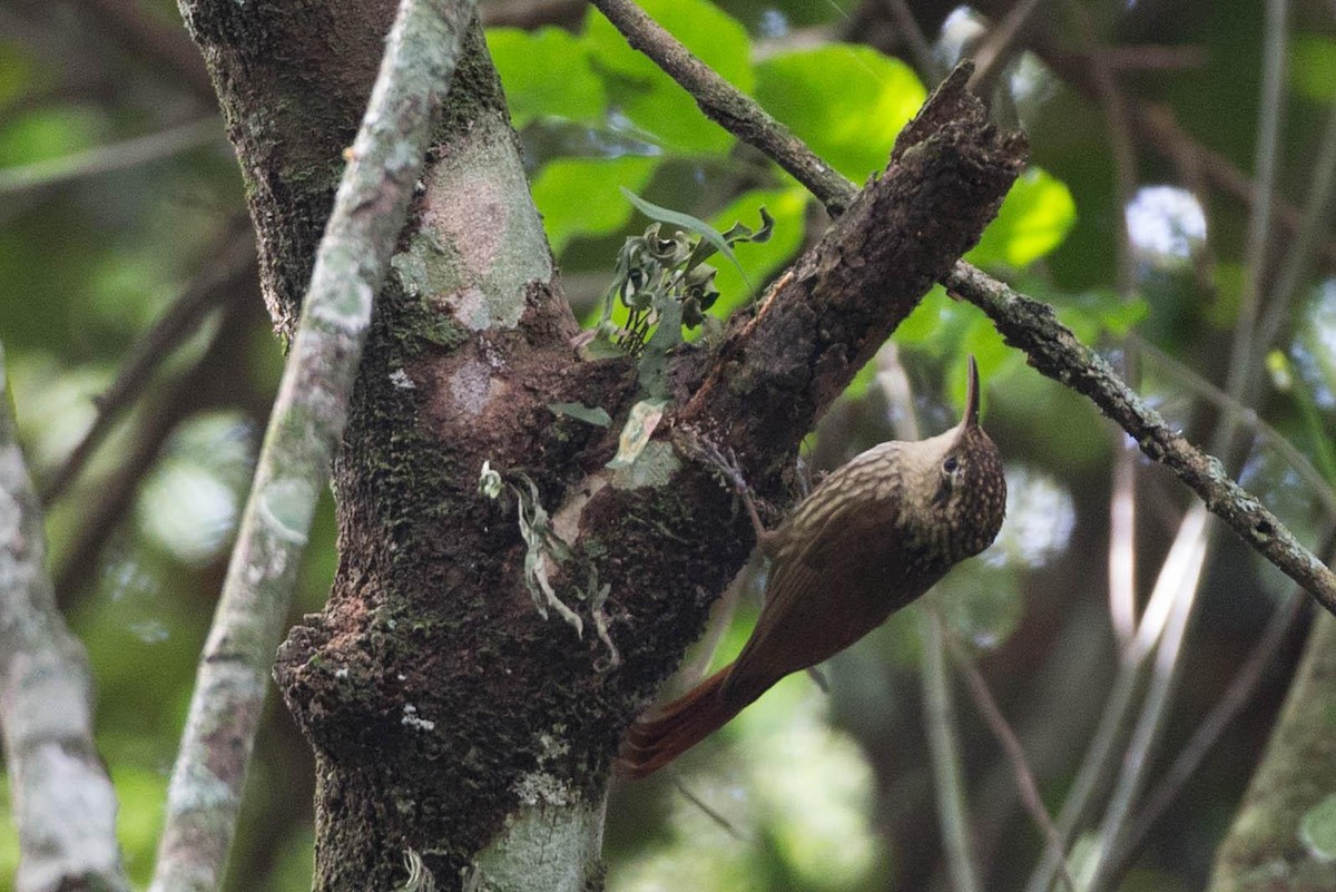 Lesser Woodcreeper - ML125664151