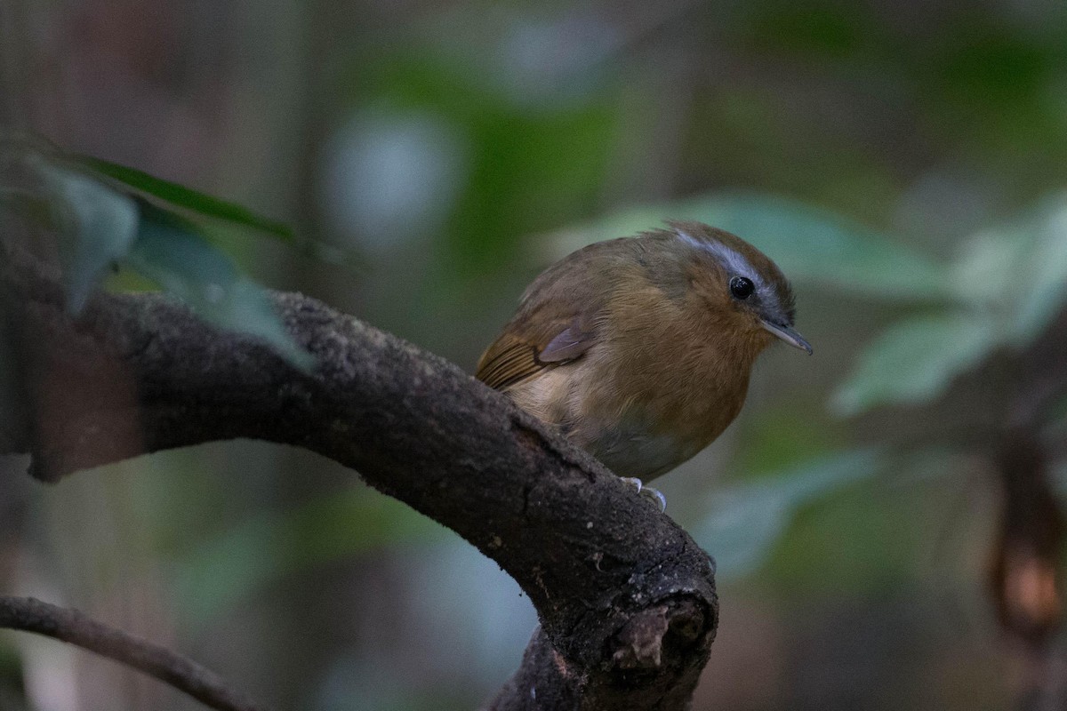 Rufous Gnateater - ML125664181