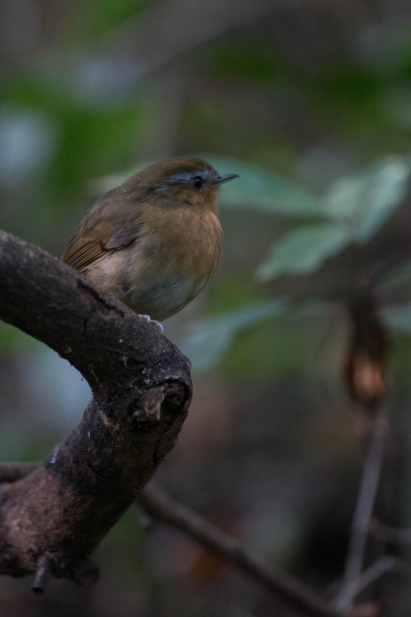 Rufous Gnateater - ML125664191