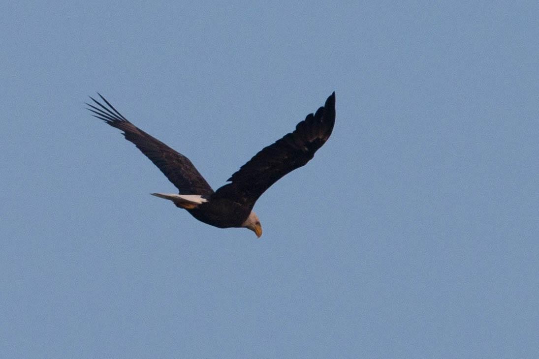 Bald Eagle - ML125664391