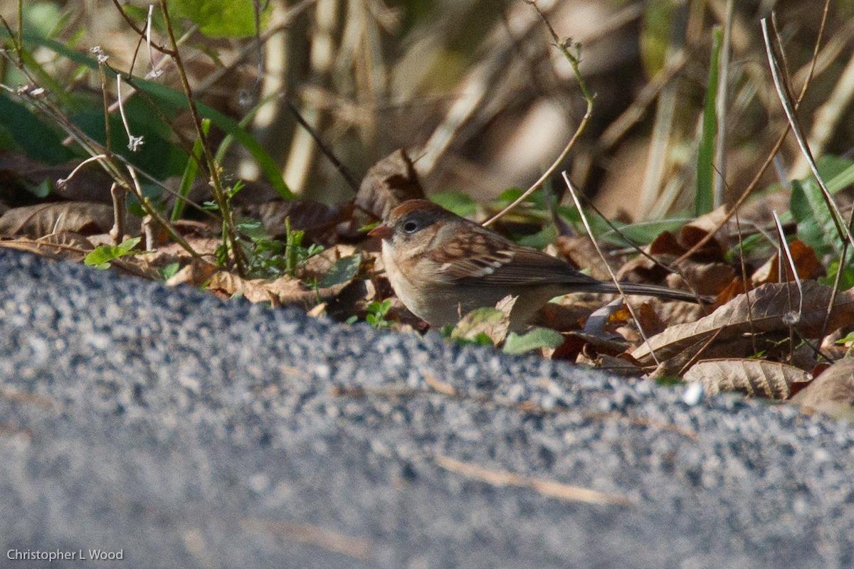 Field Sparrow - ML125666761