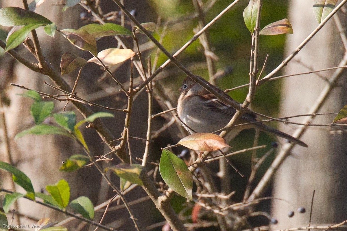 Field Sparrow - ML125666771
