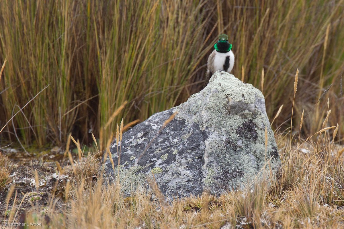 Green-headed Hillstar - ML125666981