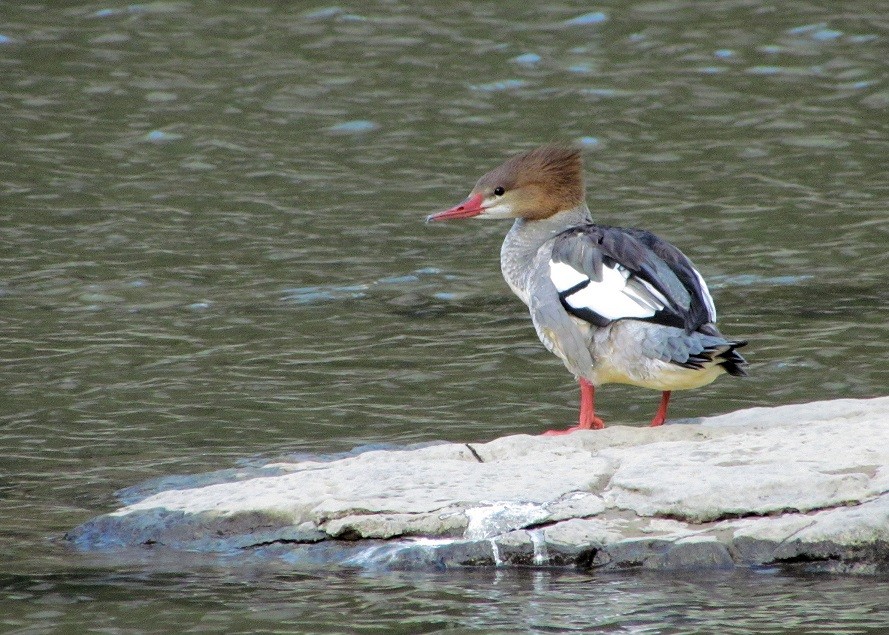 Common Merganser - ann carter