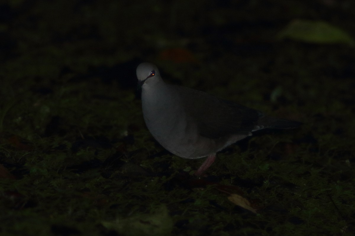 Gray-chested Dove (cassinii) - ML125669201