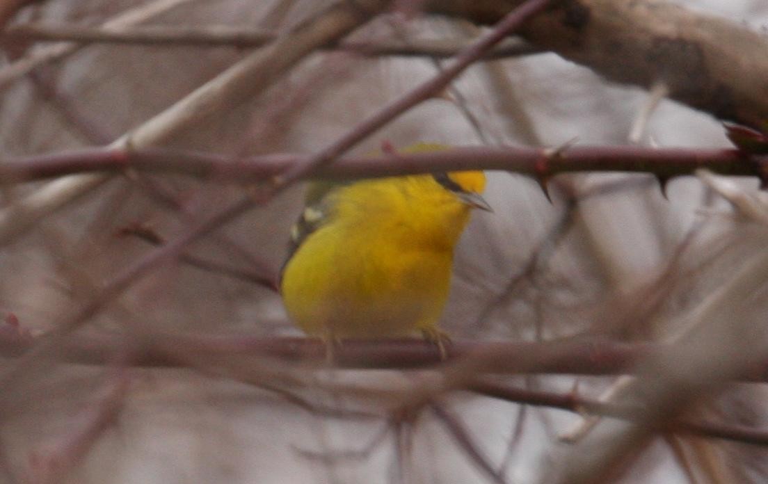 Blue-winged Warbler - ML125669301