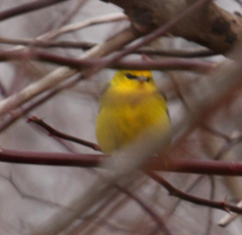 Paruline à ailes bleues - ML125669311