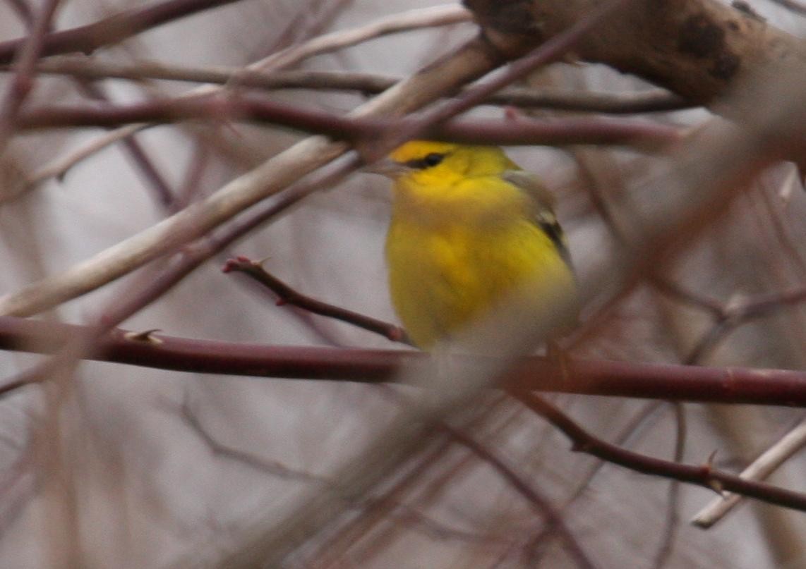 Blue-winged Warbler - ML125669321
