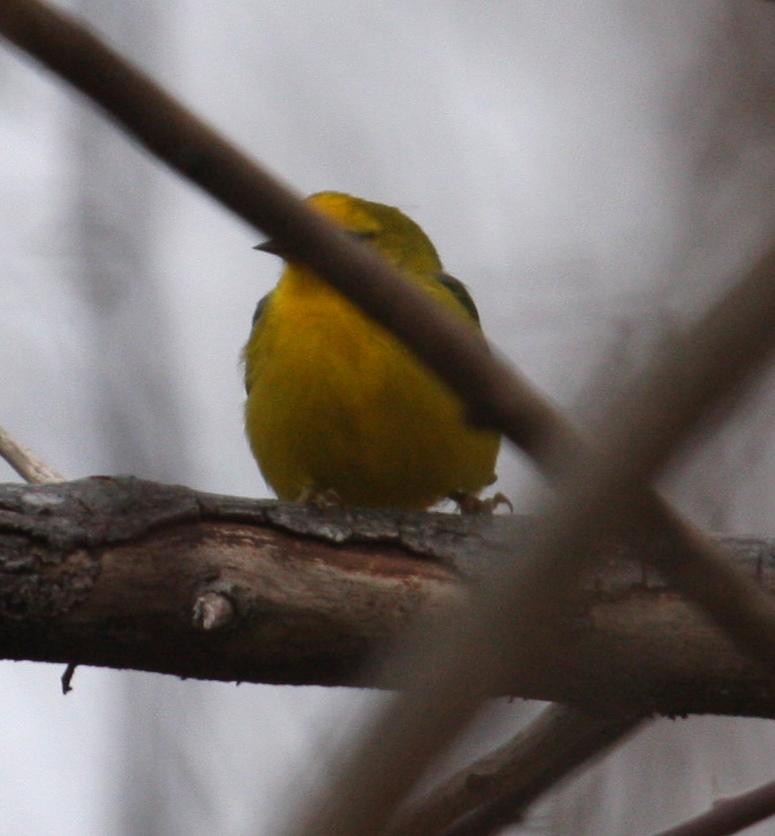 Blue-winged Warbler - ML125669331