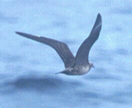 Long-tailed Jaeger - ML125670001