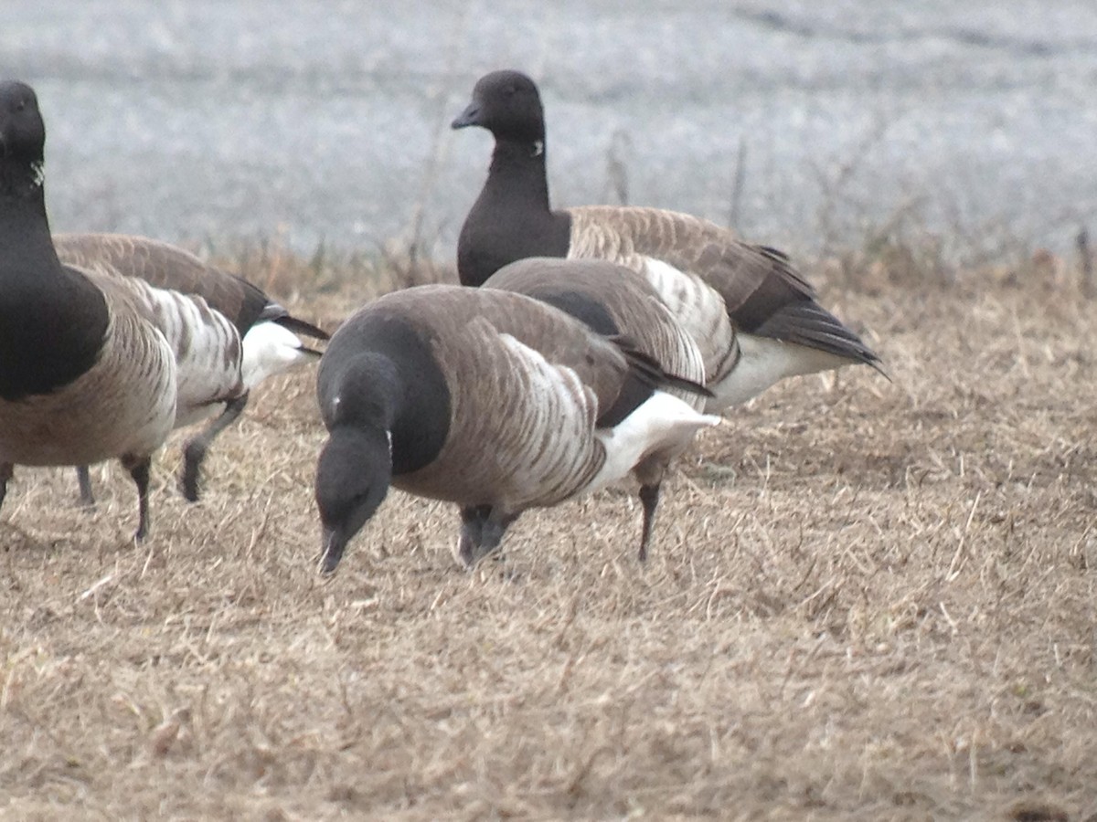 Brant (Gray-bellied) - Marshall Iliff