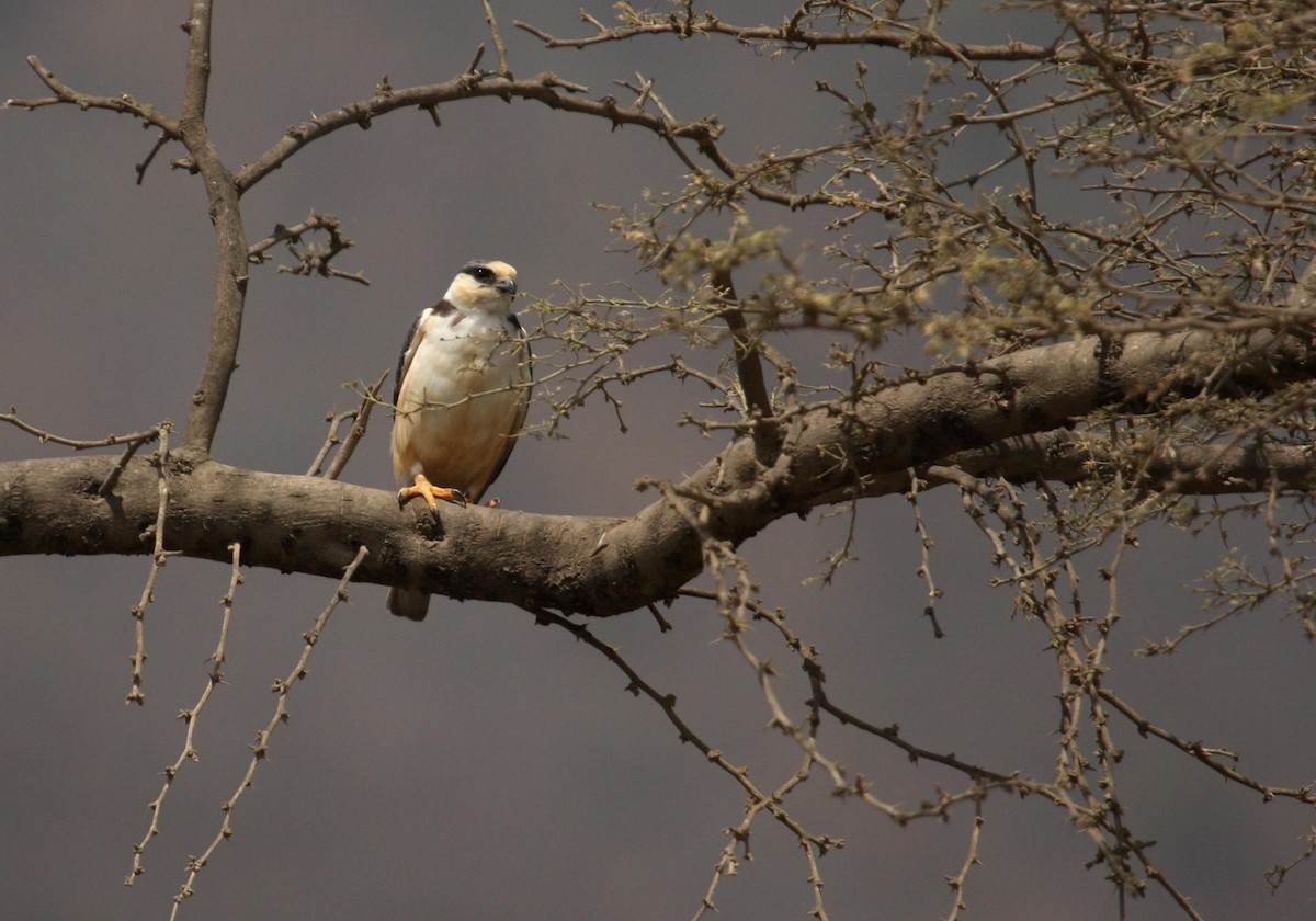 Pearl Kite - ML125671381