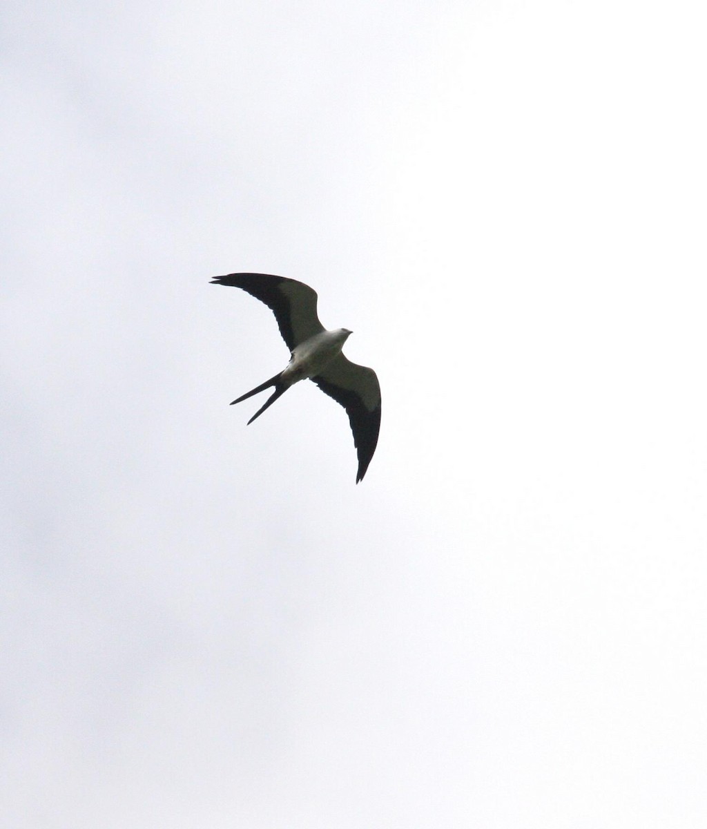 Swallow-tailed Kite - Marshall Iliff