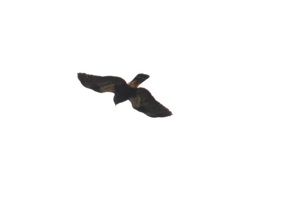 White-rumped Hawk - ML125671641