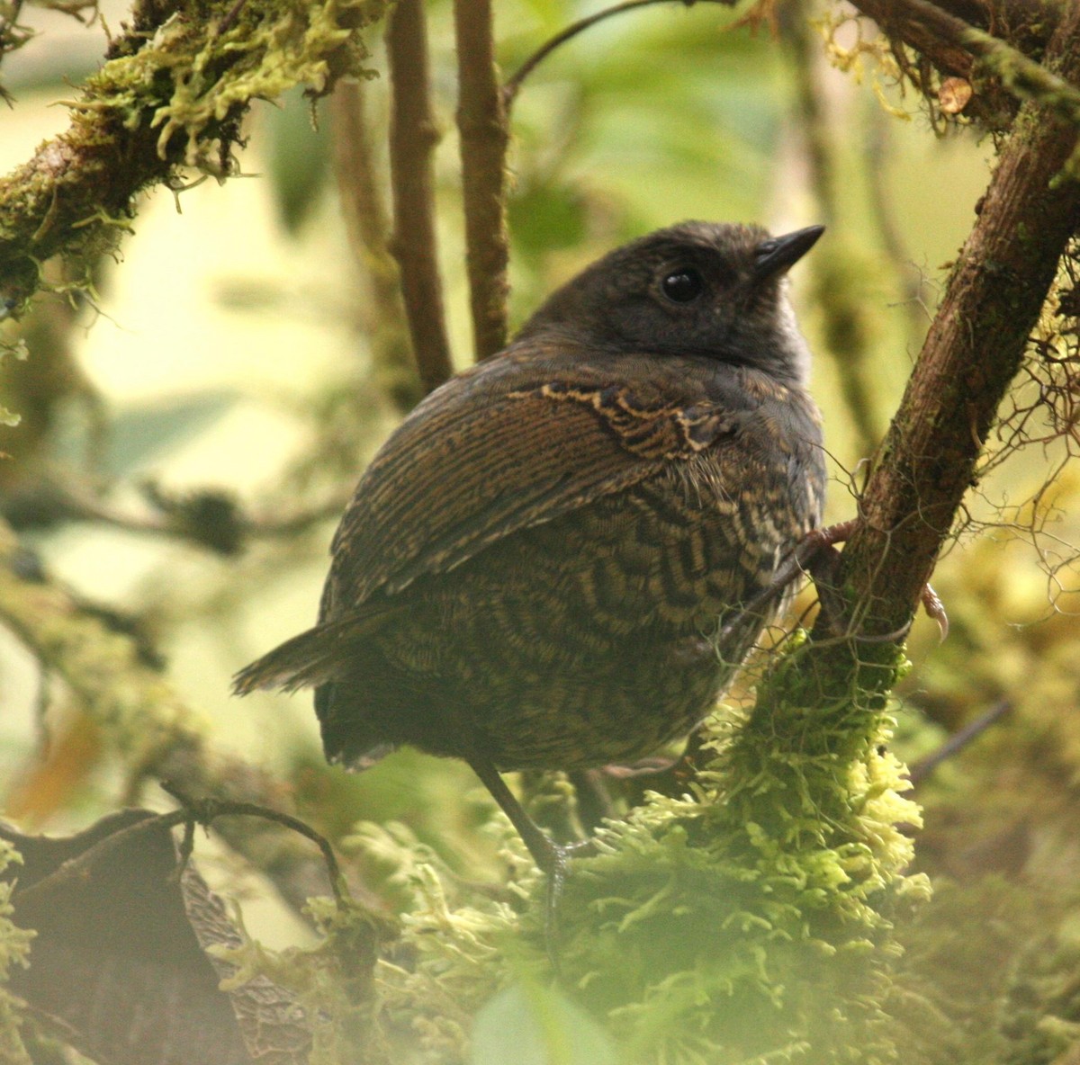 Tschudi's Tapaculo - Marshall Iliff