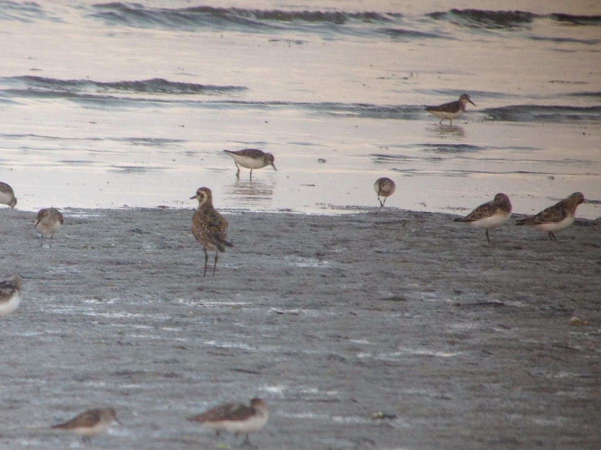 Pacific Golden-Plover - ML125672991