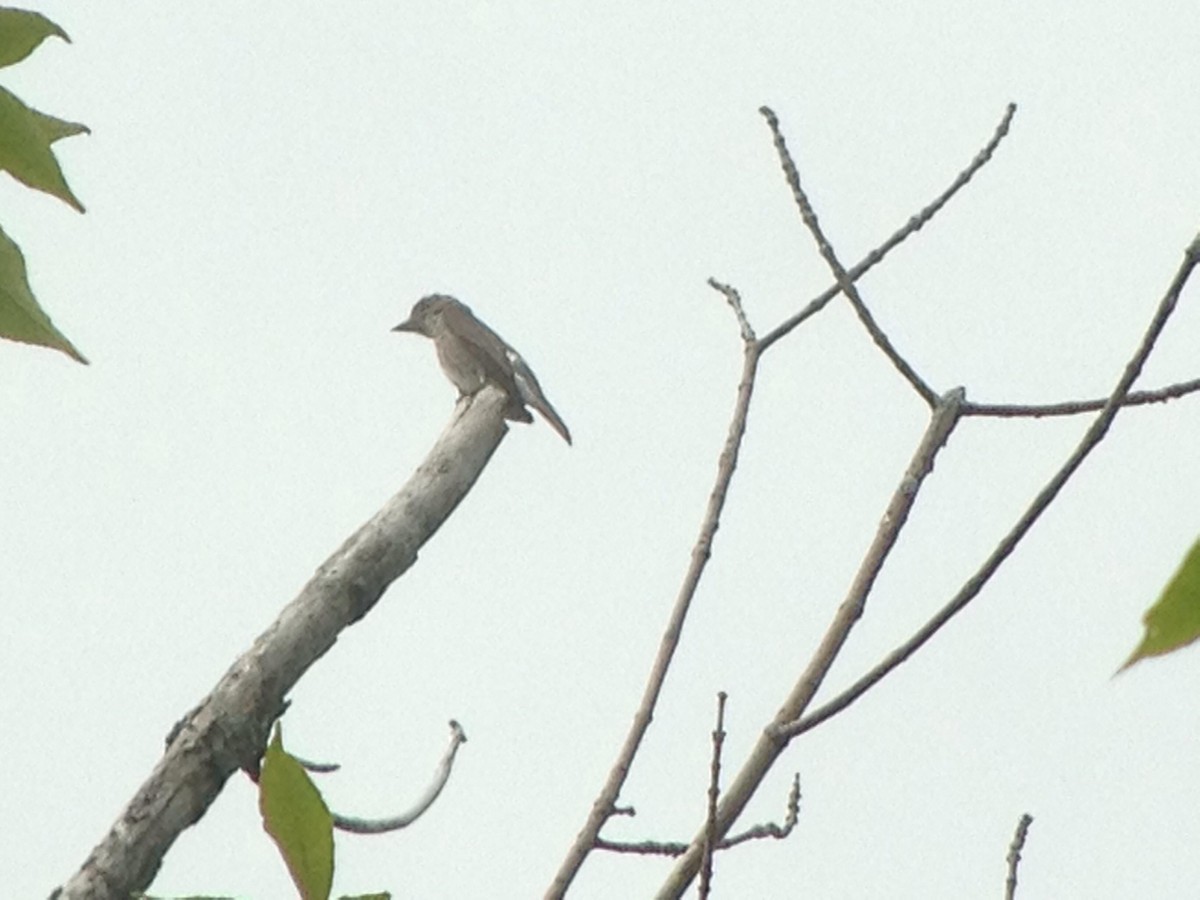 Olive-sided Flycatcher - Marshall Iliff