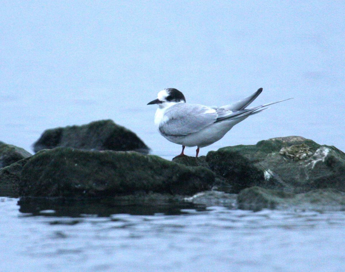 Arctic Tern - ML125673571