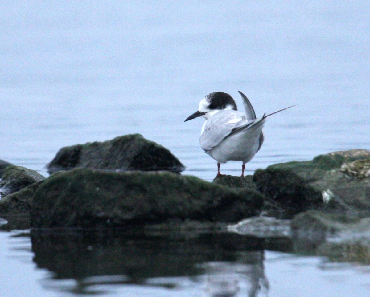 Arctic Tern - ML125673581