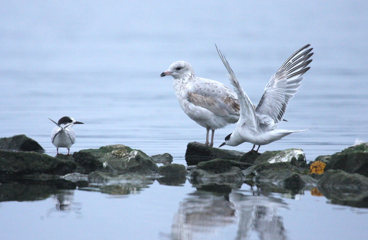 Arctic Tern - Marshall Iliff