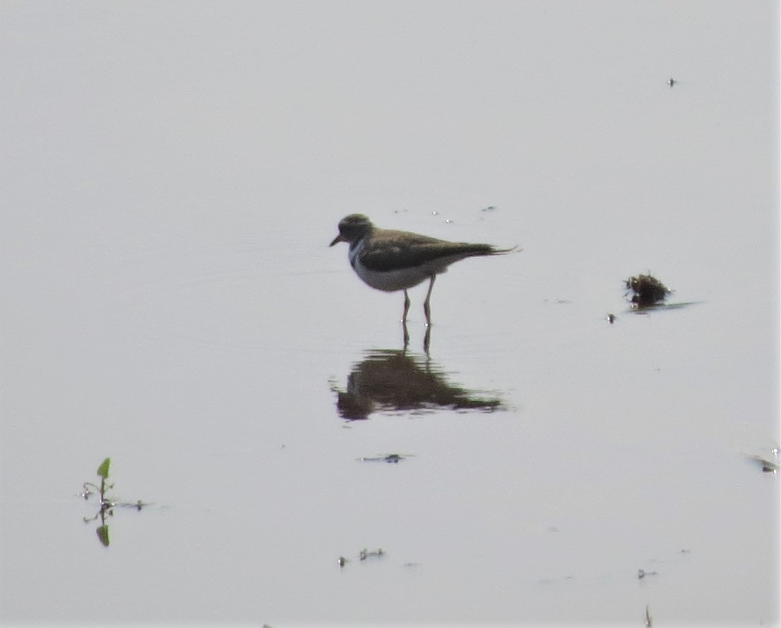Three-banded Plover - ML125674581