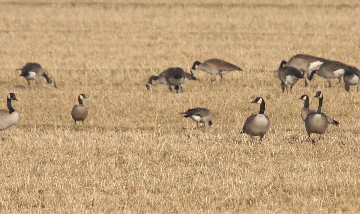 Cackling Goose (minima) - ML125674931