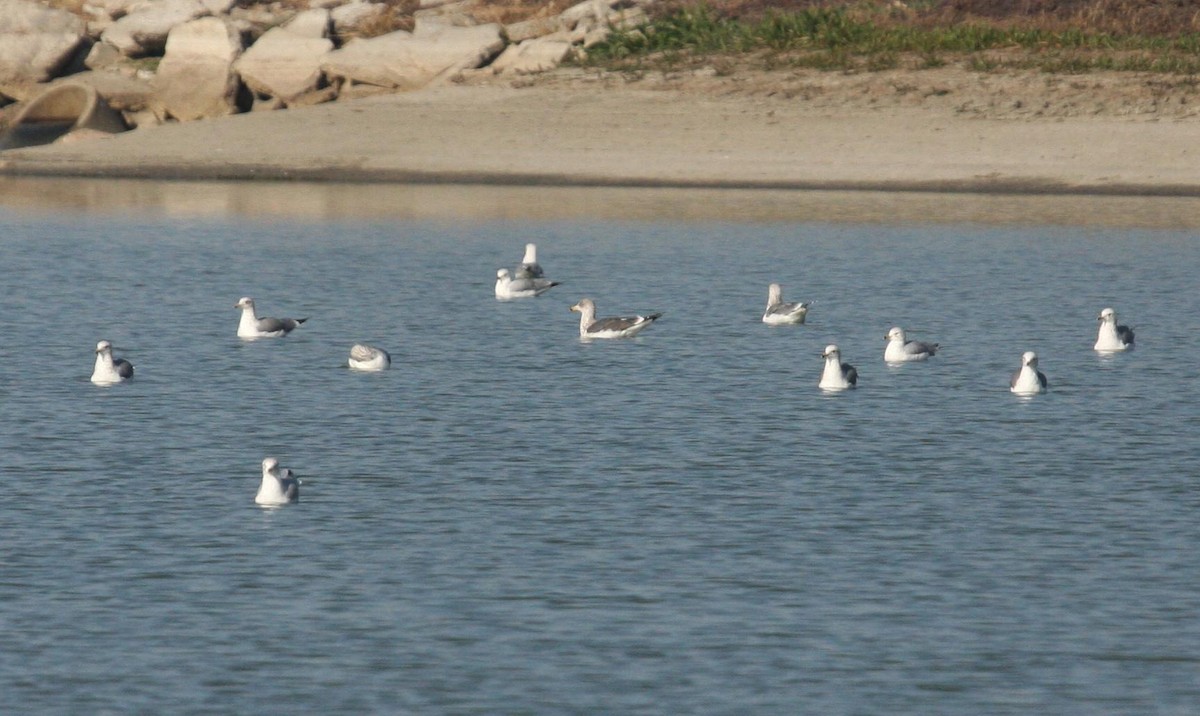 Lesser Black-backed Gull - ML125675101