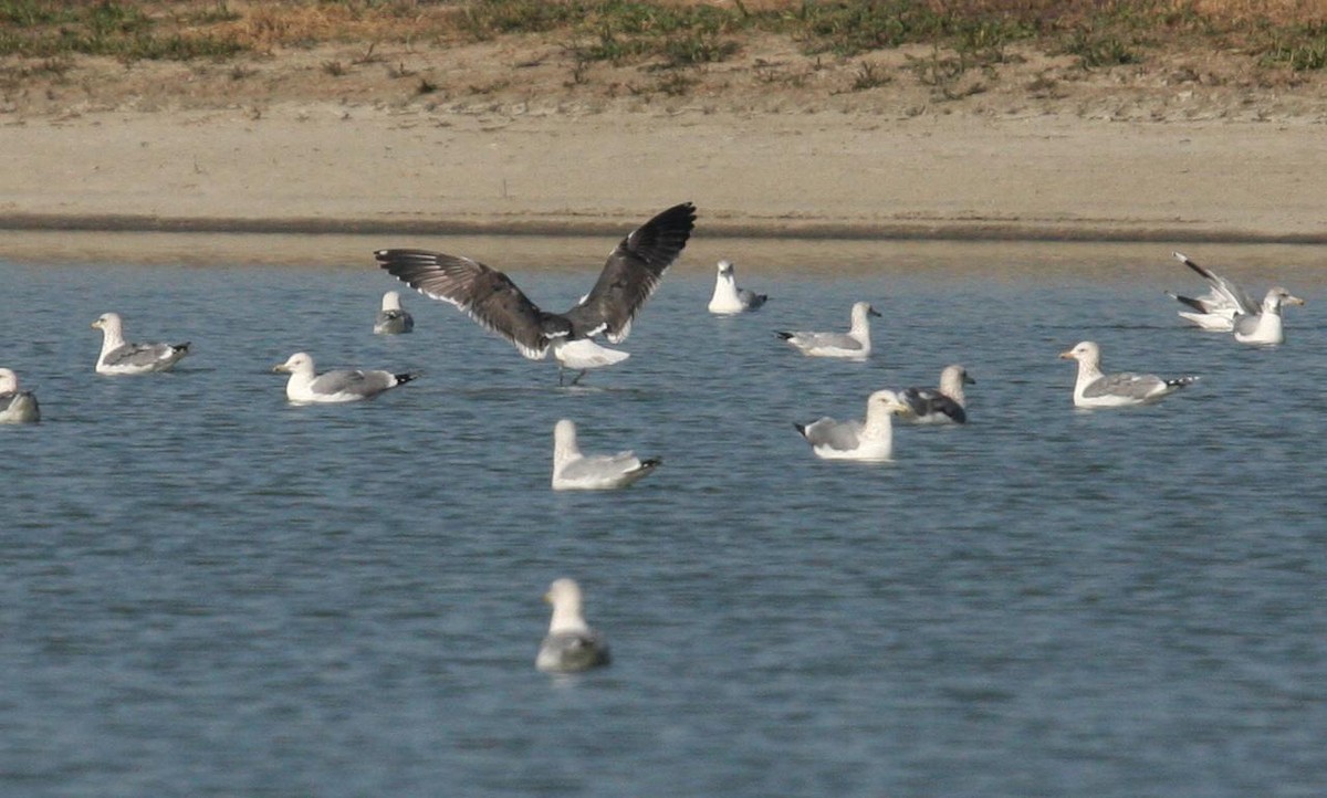 Lesser Black-backed Gull - ML125675111