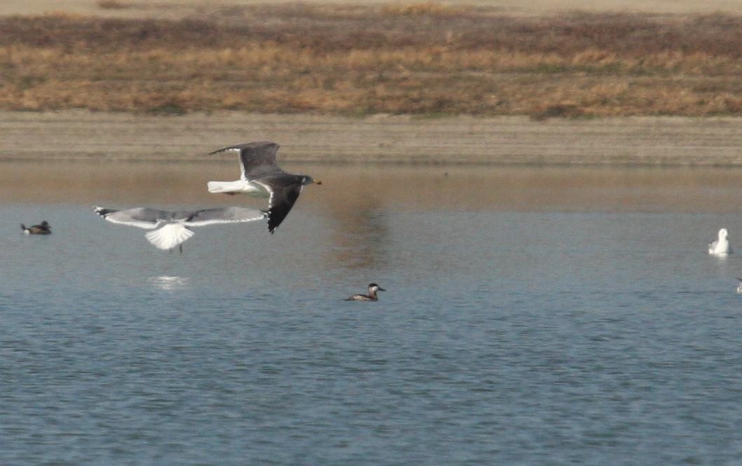 Lesser Black-backed Gull - Marshall Iliff