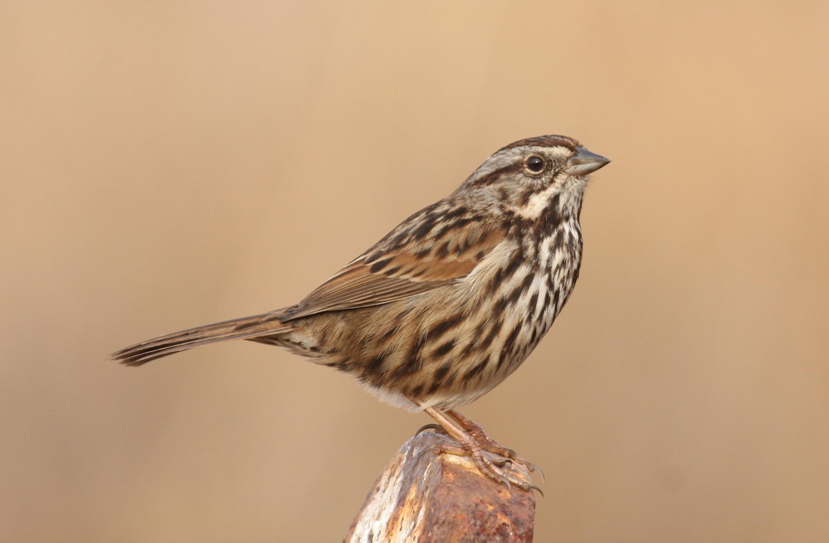 Song Sparrow (samuelsis) - Marshall Iliff