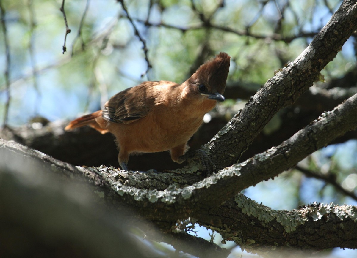 Brown Cacholote - ML125675641