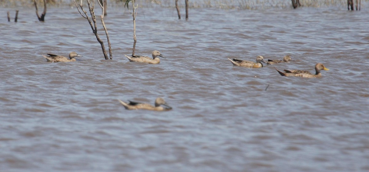 Cinnamon Teal - ML125676121