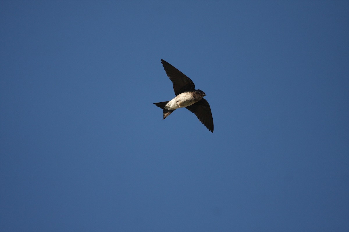 Golondrina Pechigrís - ML125676251