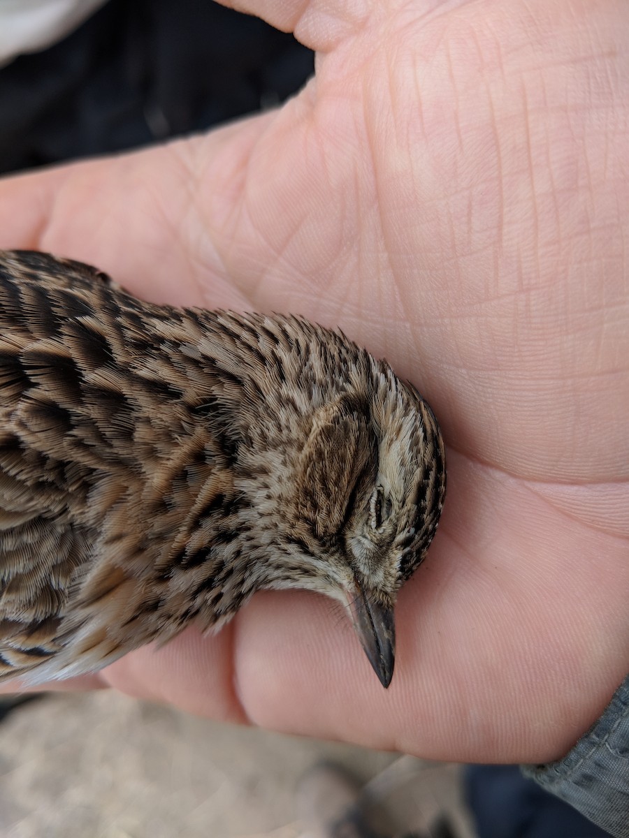 Eurasian Skylark - ML125676281