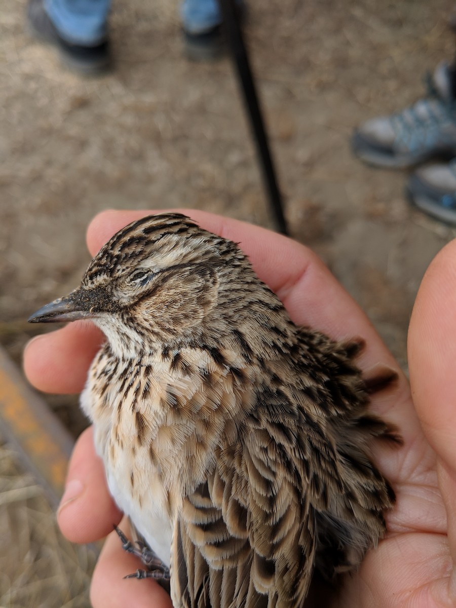 Eurasian Skylark - Michael Hoit