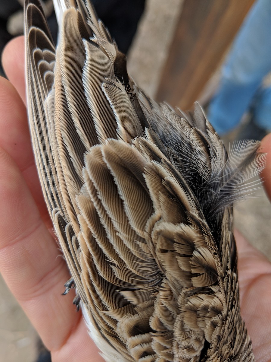 Eurasian Skylark - ML125676571