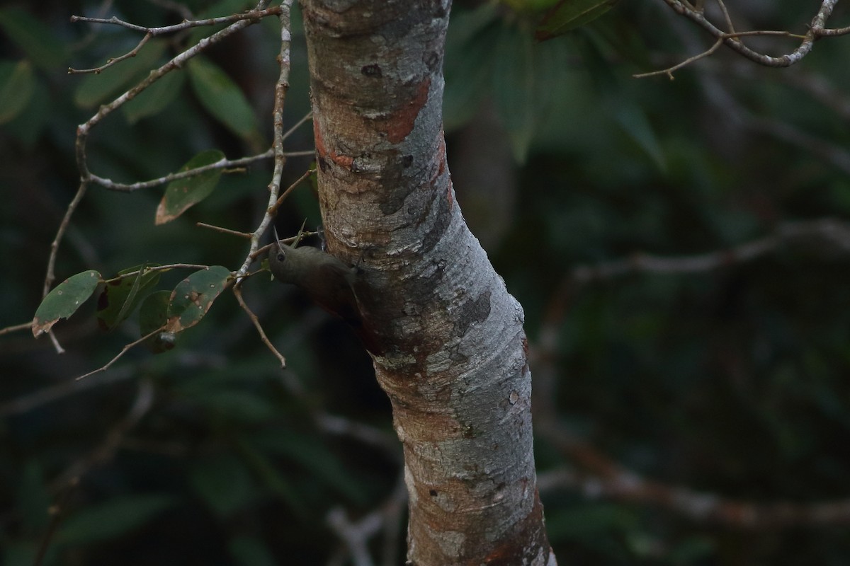 Olivaceous Woodcreeper (Grayish) - ML125677301