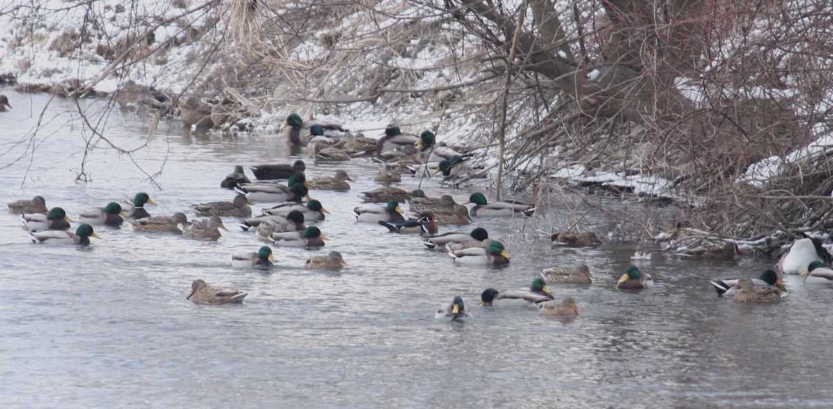 Wood Duck - ML125677971