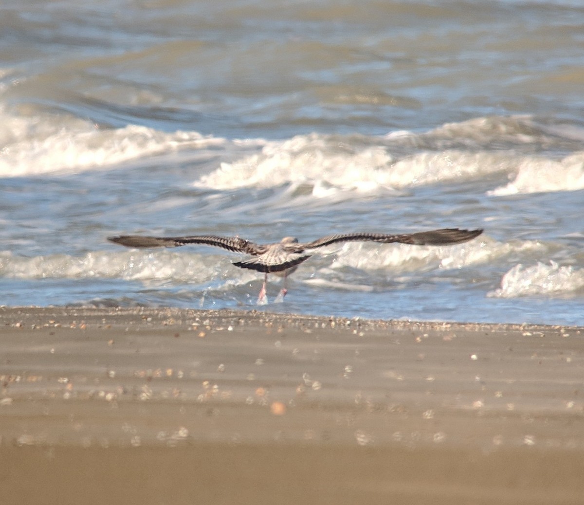 Lesser Black-backed Gull (Heuglin's) - Michael Hoit