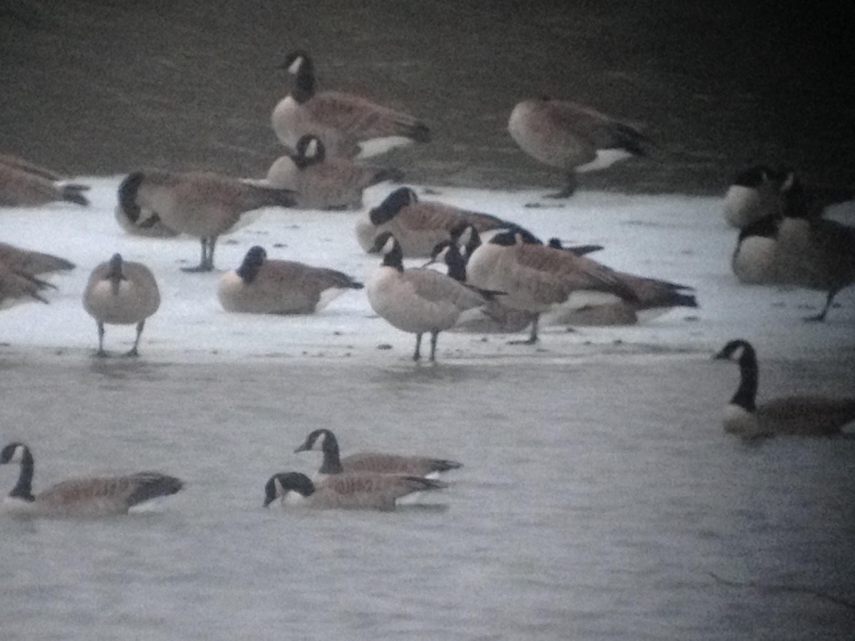 Cackling Goose (Richardson's) - ML125678671